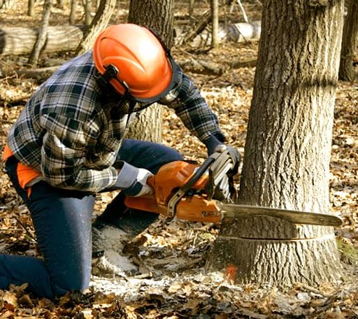 Tree Removal in Manchester, TN